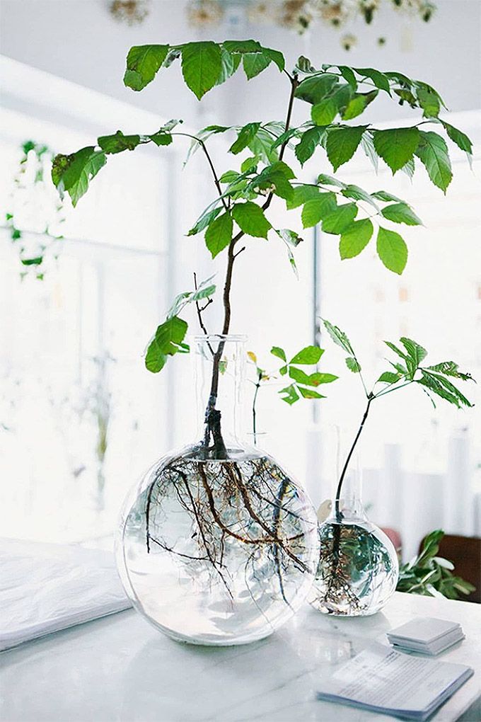 two glass vases with plants in them on a table