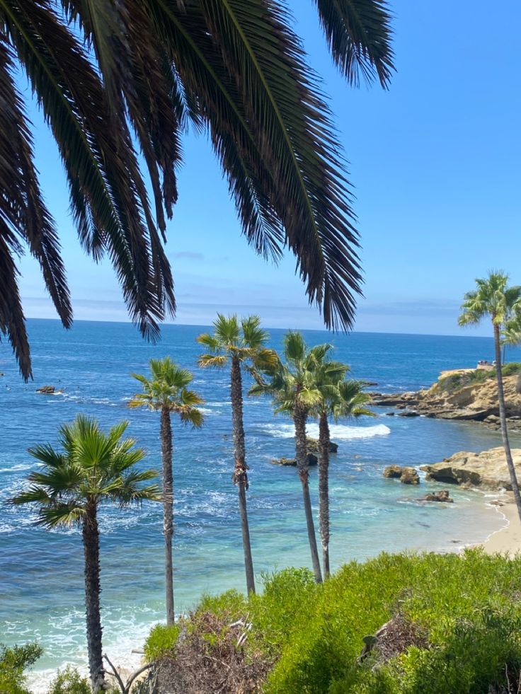 palm trees line the beach as waves roll in