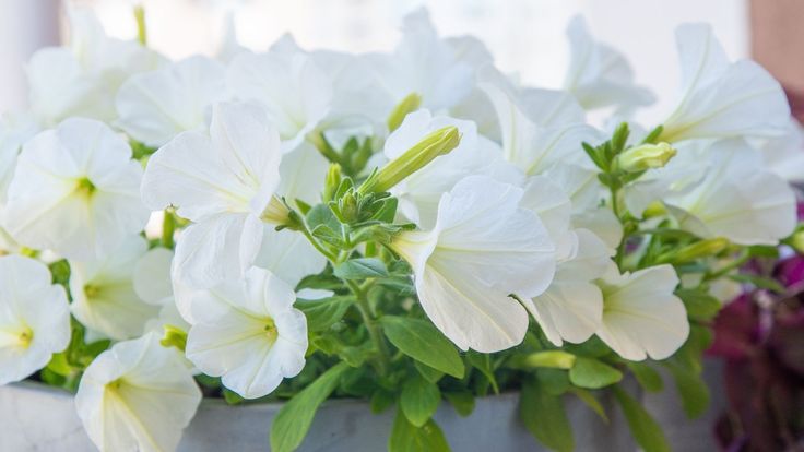 some white flowers are in a gray vase