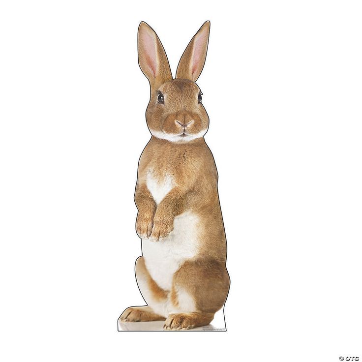 a brown and white rabbit sitting on its hind legs