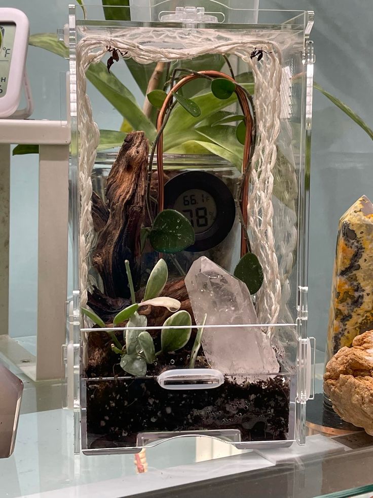 a clear box filled with plants and rocks on top of a glass table next to a clock