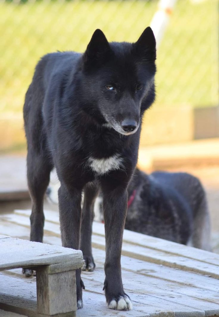 a black dog standing on top of a wooden bench