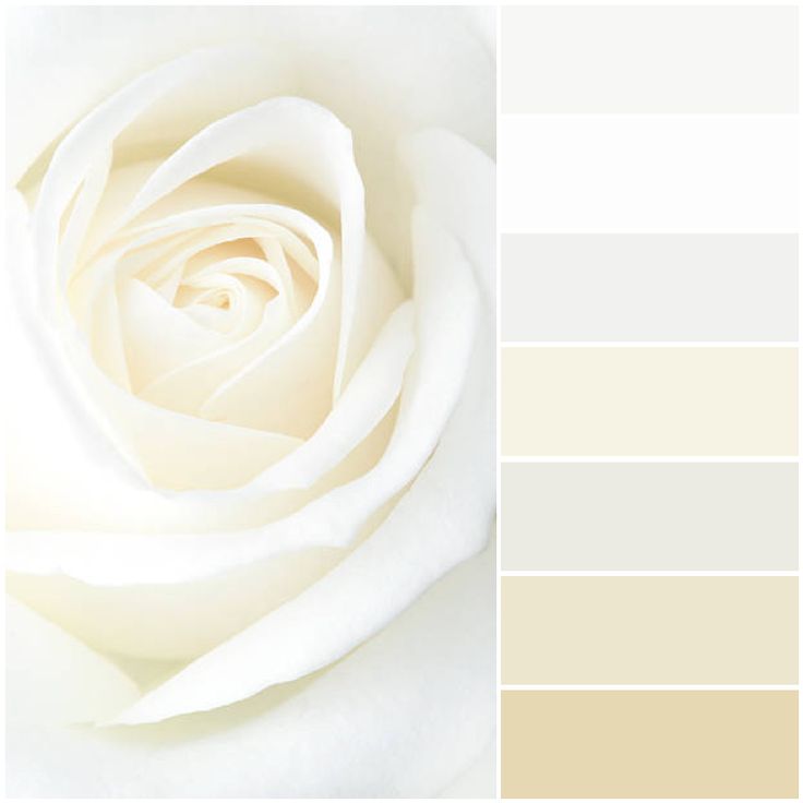 a white rose is shown in this color scheme