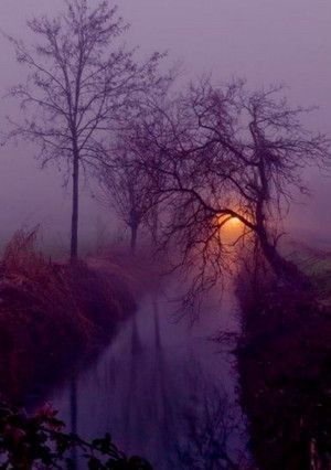 a foggy river with trees in the foreground and a street light at night