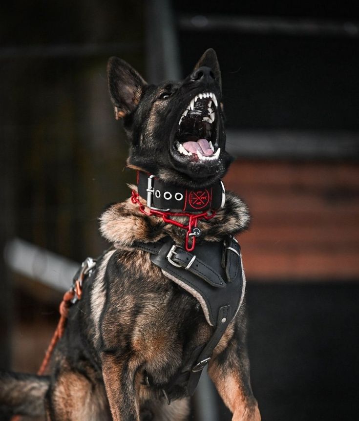 a dog with its mouth open and it's tongue out, wearing a harness