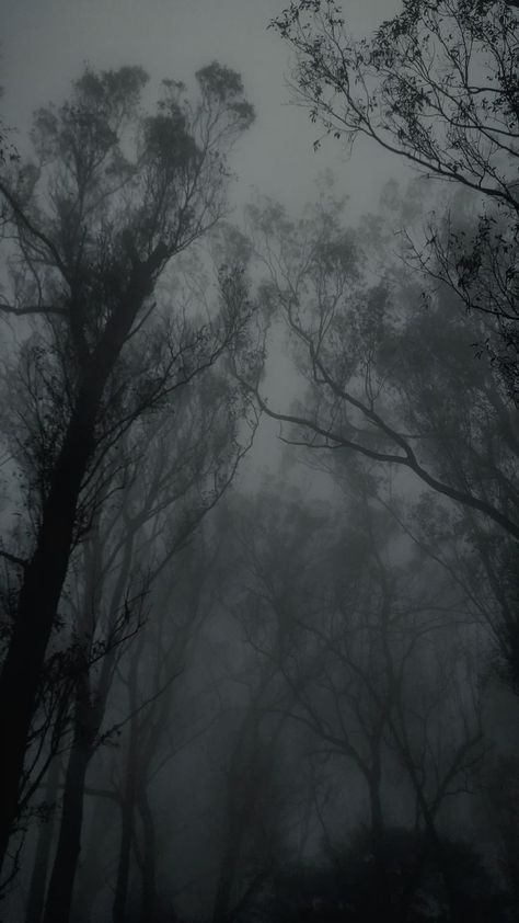 Dark Foggy Aesthetic Wallpaper, Cold Nature Aesthetic, Fog Asethic, Cold Weather Wallpaper, Cold Aesthetic Wallpaper, Dark Foggy Aesthetic, Cold Wallpaper Aesthetic, Cold Night Aesthetic, Wind Aesthetics