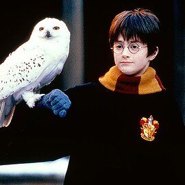 harry potter holding an owl on his arm