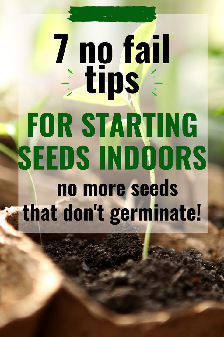 seedlings growing in dirt with text overlay that reads 7 no fail tips for starting seeds indoors