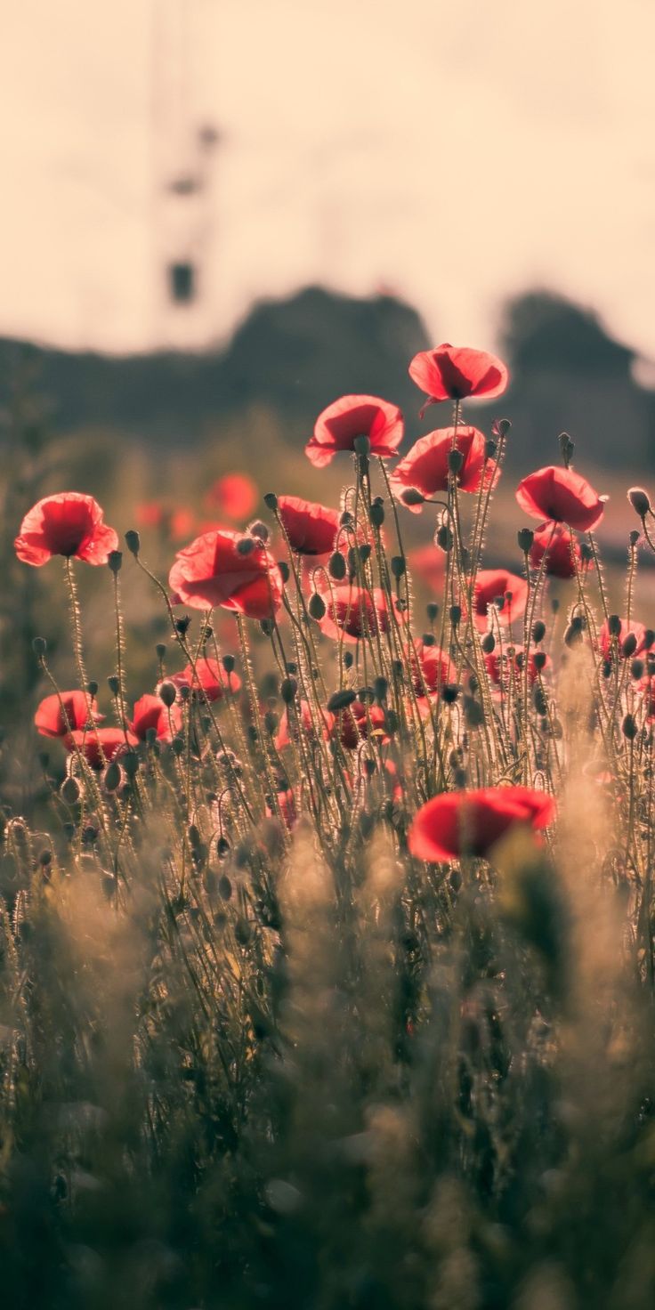 a field full of red flowers with a sky background