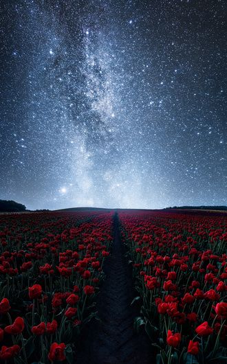 a field full of red flowers under the stars