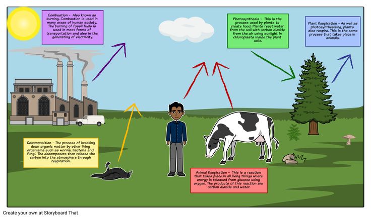 The Carbon Cycle - Diagram: For this activity, students will recreate a model of the carbon cycle using arrows to show the movement of carbon in the cycle. Have your students use Textables to then label and write descriptions of each of the processes. Modify this activity by giving students a list of processes to include in the their diagrams. Extend this activity by having students look at what happens when the organic remains don’t decomposes and fossil fuels are made. Carbon Cycle Diagram, Visual Activities, The Carbon Cycle, Carbon Cycle, Free Lesson Plans, Fossil Fuels, Teacher Guides, Photosynthesis, Lesson Plans