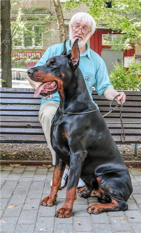 an old man sitting on a park bench with his doberman dog in front of him