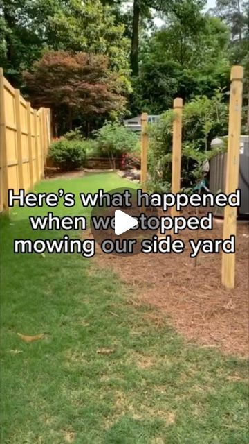 there's what happened when we stopped mowing our side yard