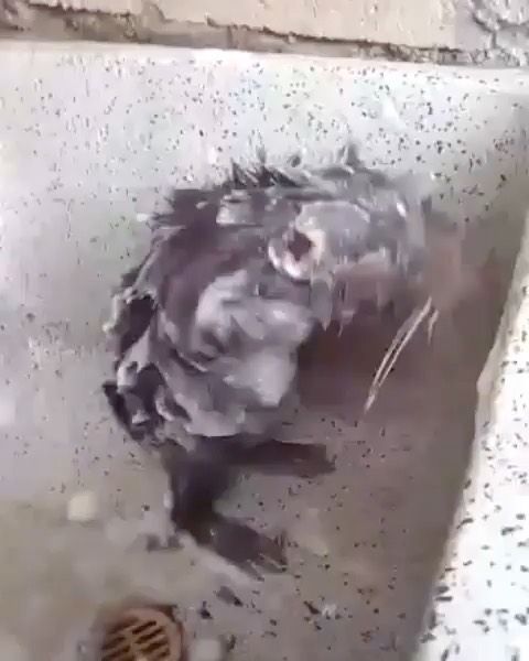 a bird that is sitting on the ground next to a drain in a bathroom sink