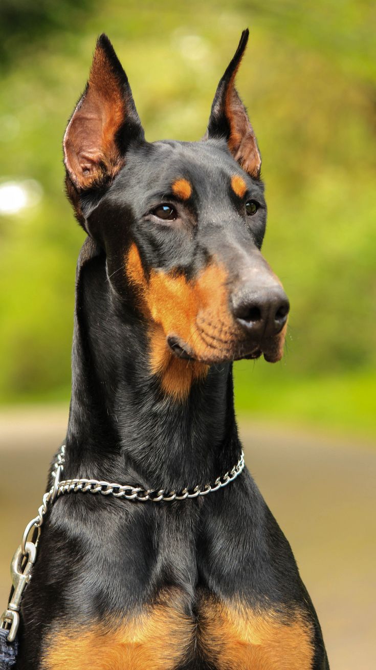 a black and brown dog with a chain around it's neck