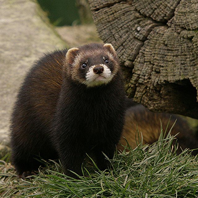 an animal that is standing in the grass