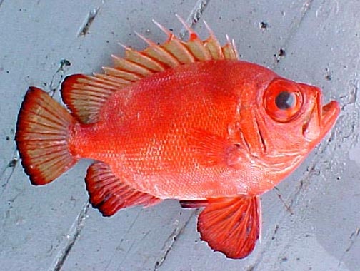 a red fish sitting on top of a wooden floor next to a white brick wall