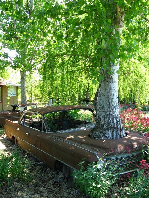 an old car under a tree with the caption where did you park the car?