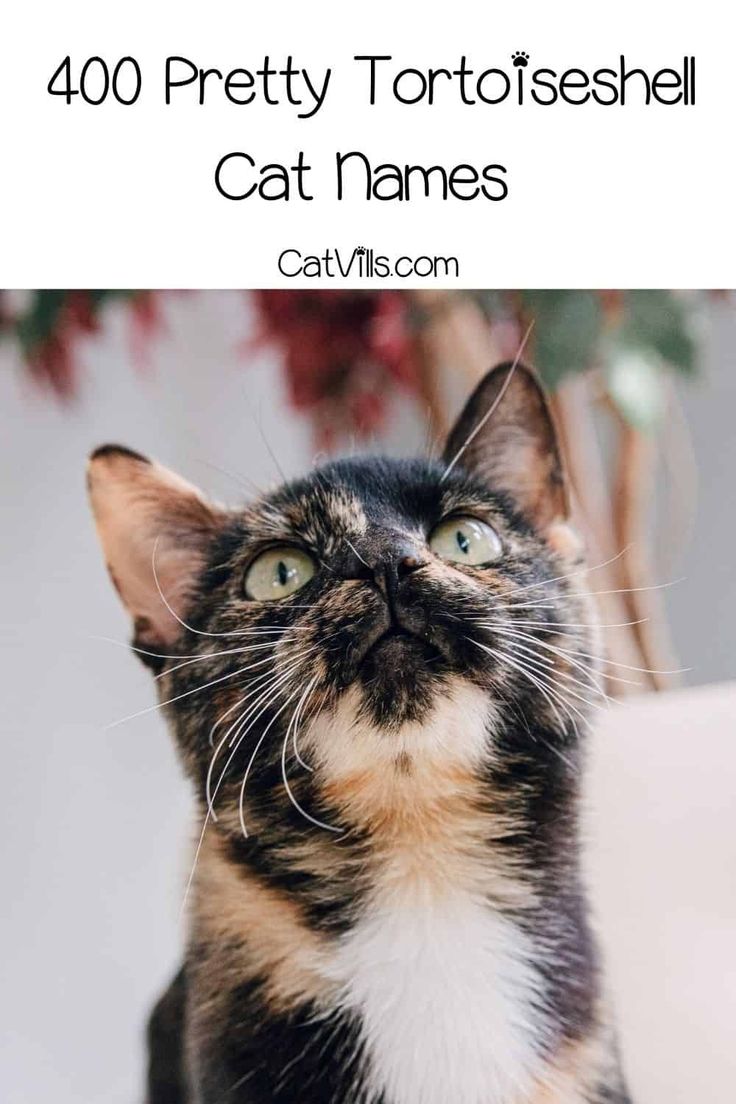 a cat looking up at the sky with text overlay that reads, 400 pretty tortoiseshell cat names