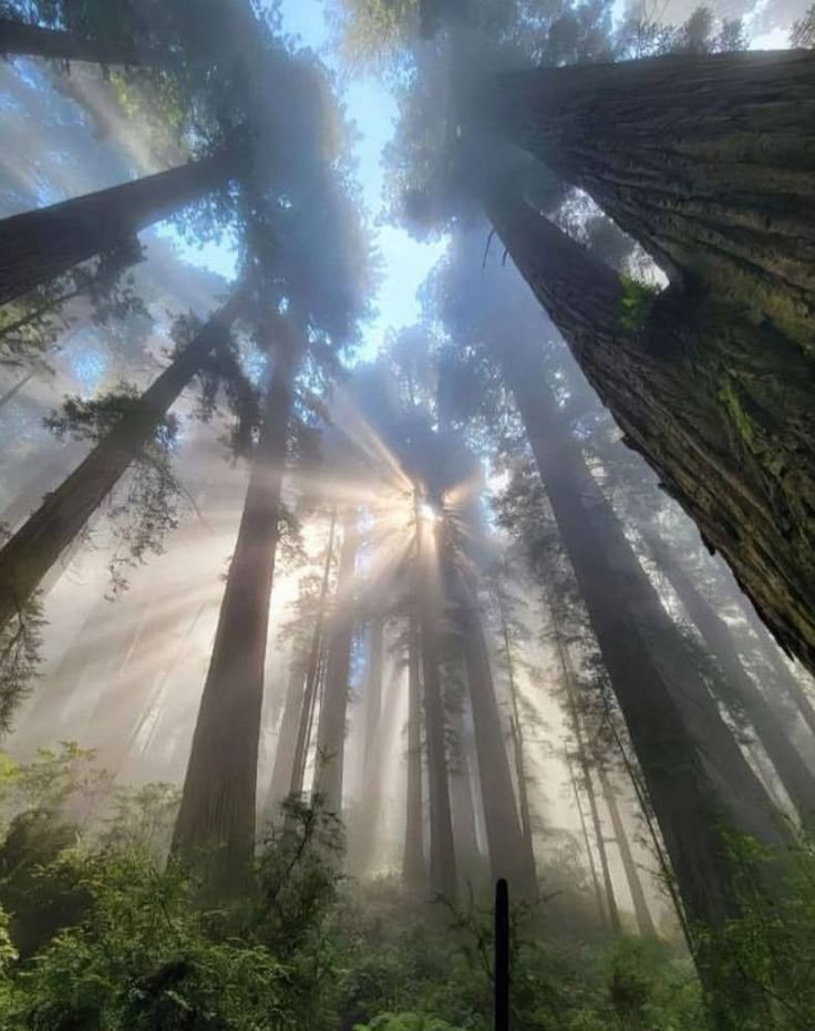 the sun shines through tall trees in a foggy forest