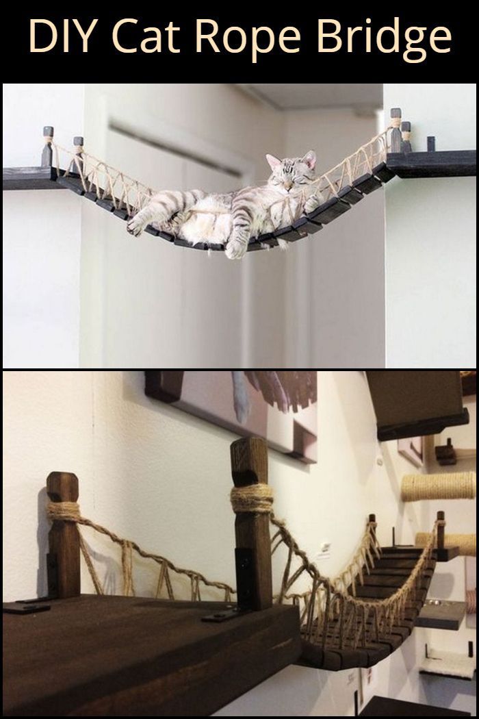 there are two pictures with cats on the top and bottom one has a rope bridge