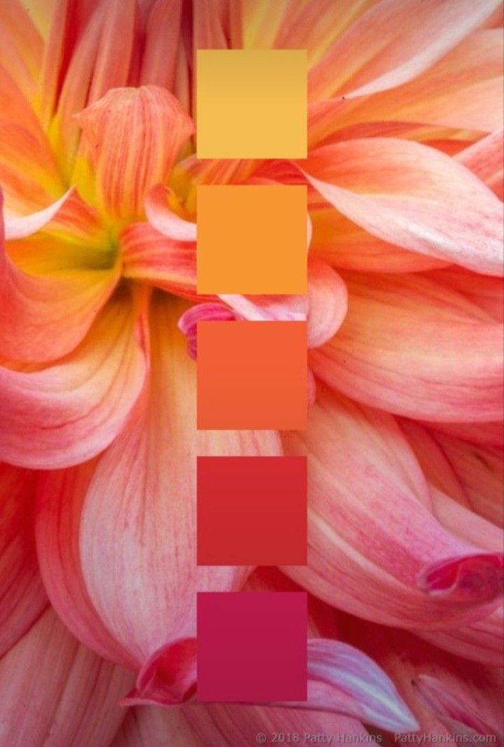 an orange and pink flower is shown with the color palette in it's center