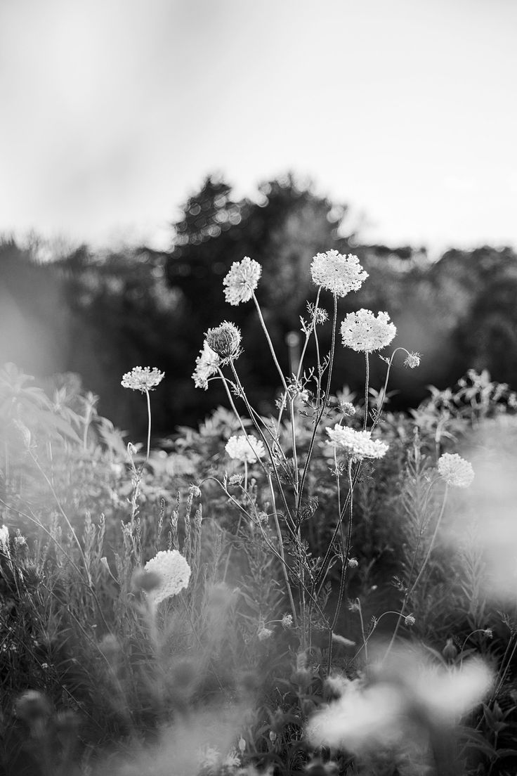 black and white photograph of wildflowers in the grass with trees in the background