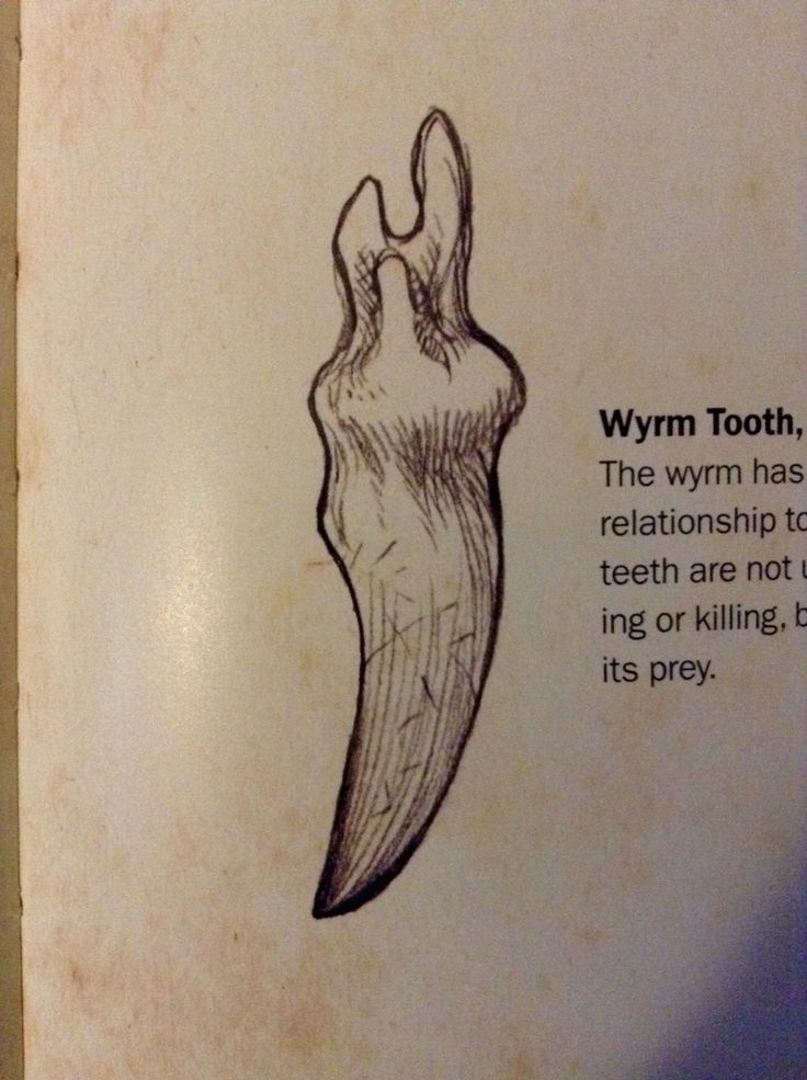 an old book with a drawing of a tooth