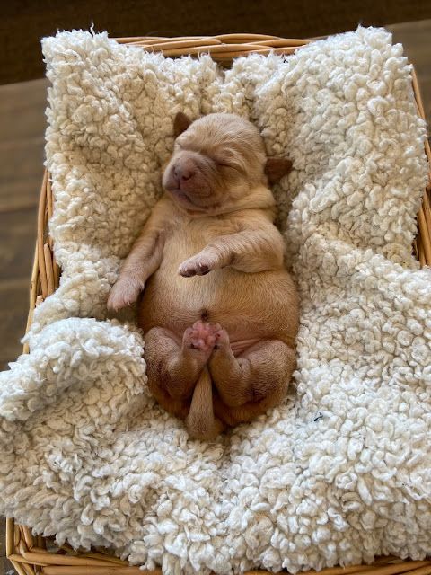 a small brown dog sleeping in a basket