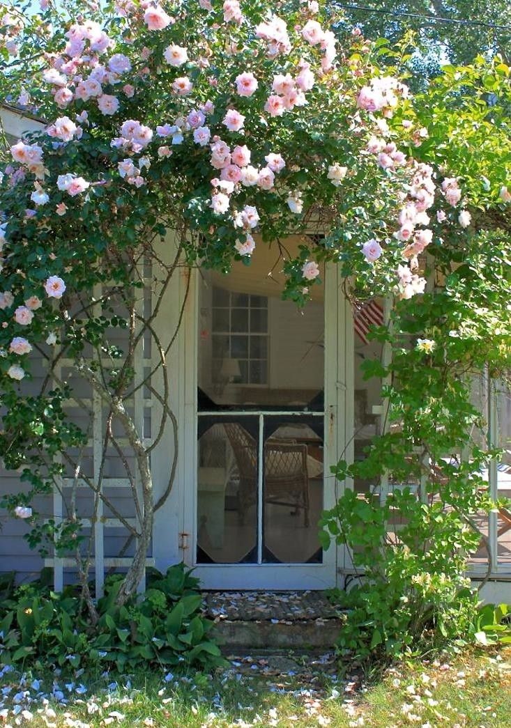 pink roses growing on the side of a white house with an open door and window