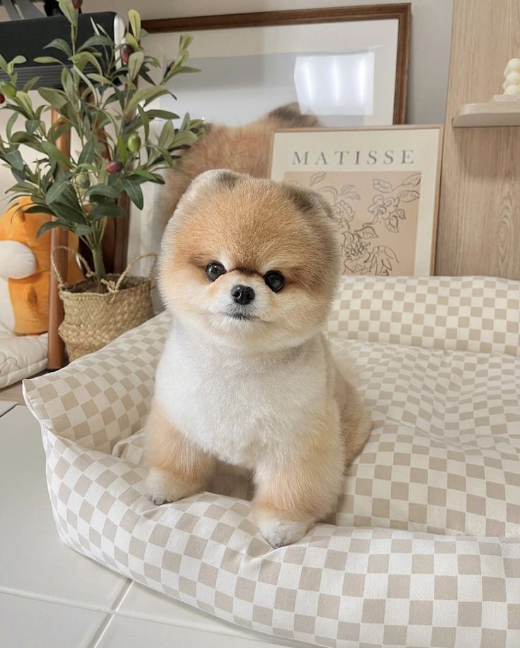 a small brown dog sitting on top of a bed