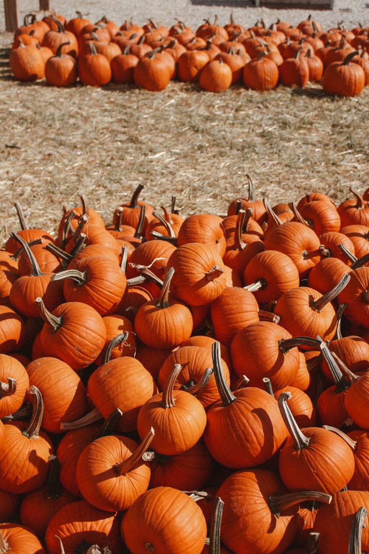 Baby photoshoot, pumpkin patch, pumpkin, fall photoshoot, photographer, photography, photography ideas Corn Maze Photography, Pumpkin Patch Corn Maze, Pumpkin Patch Photoshoot, Creative Poses, Corn Maze, Fall Photoshoot, Pumpkin Fall, Baby Photoshoot, Photographer Photography