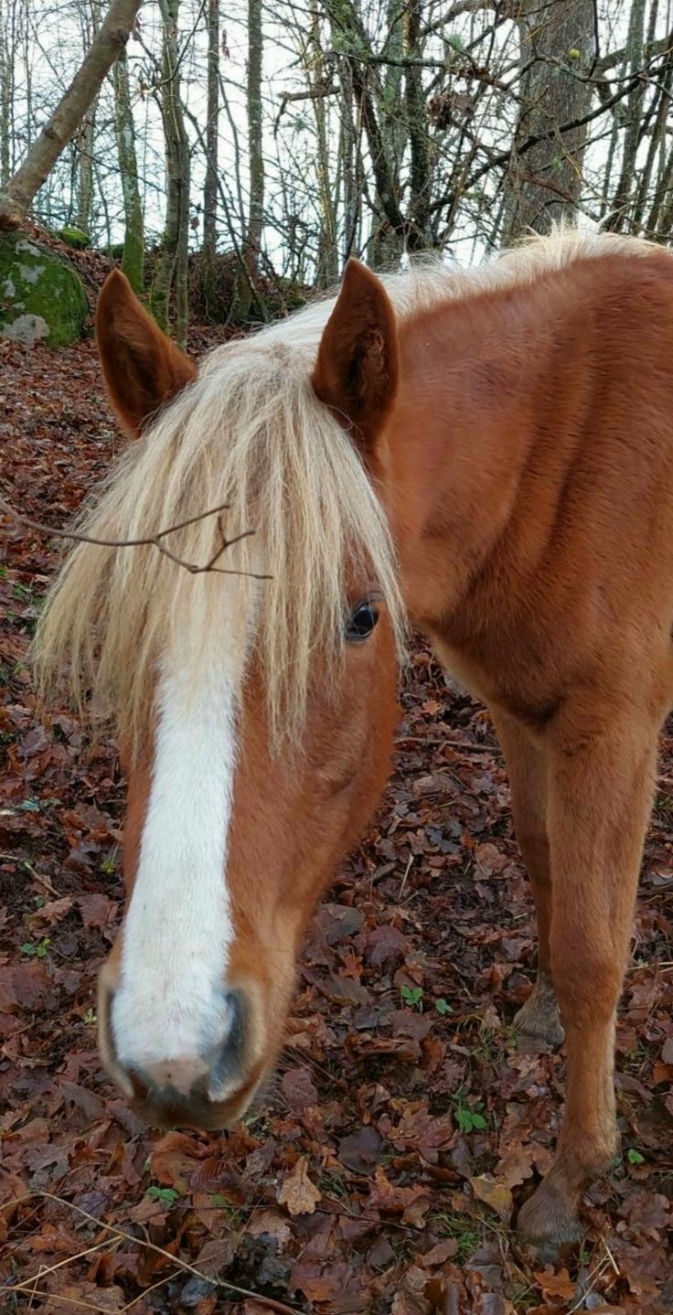 a brown and white horse standing on top of leaf covered ground next to some trees