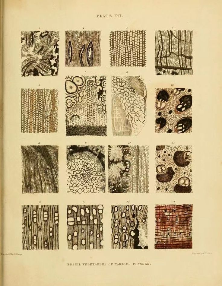 an old book with many different designs on it