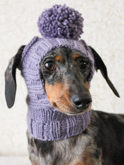 a dachshund wearing a purple hat and scarf