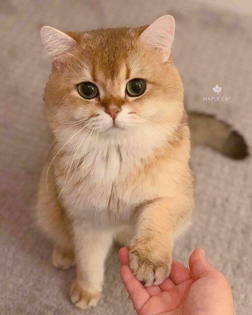 an orange and white cat sitting on the floor next to a person's hand