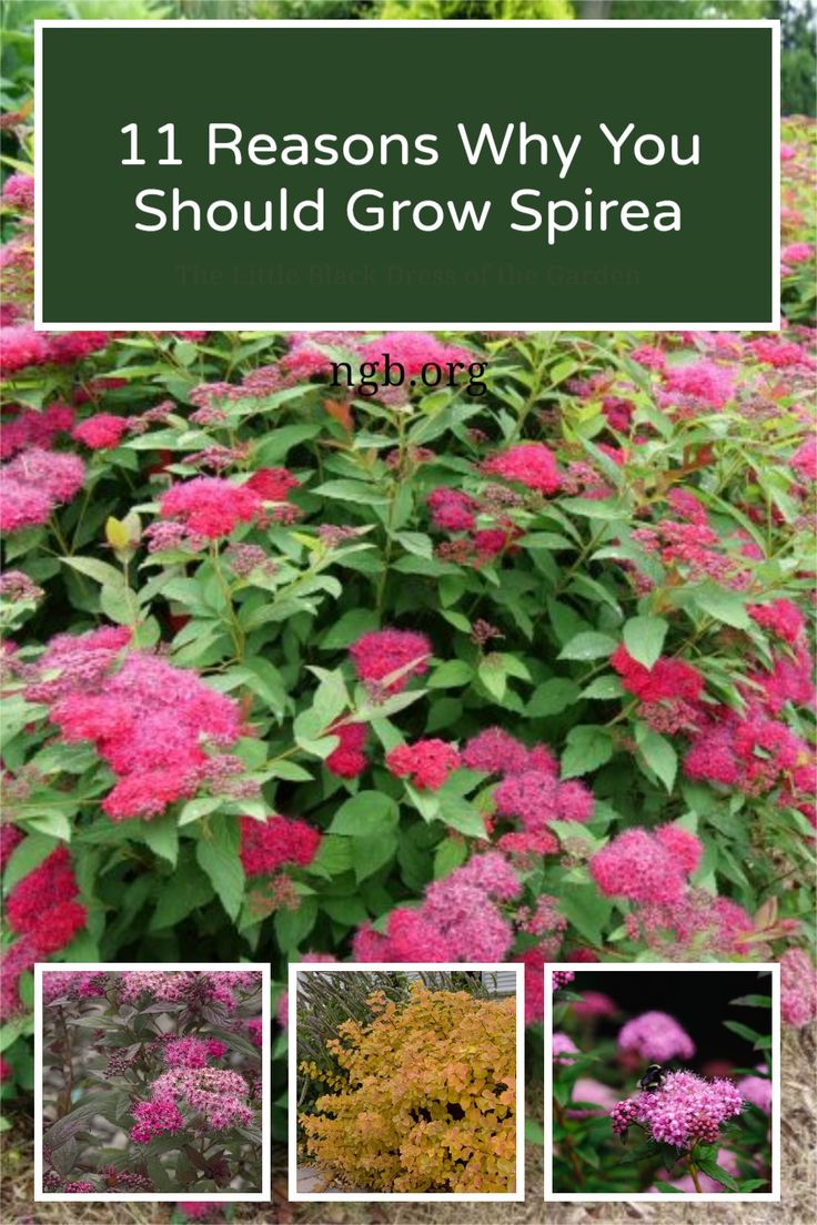 pink and yellow flowers with the title 11 reasons why you should grow spirea