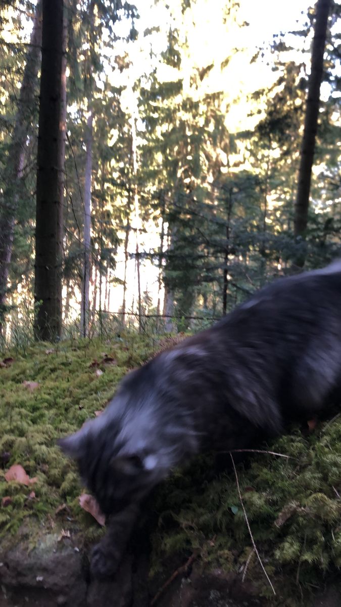 a black dog is running in the woods with grass on it's back legs