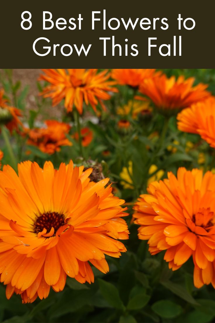 orange flowers with text overlay that says, 8 best flowers to grow this fall