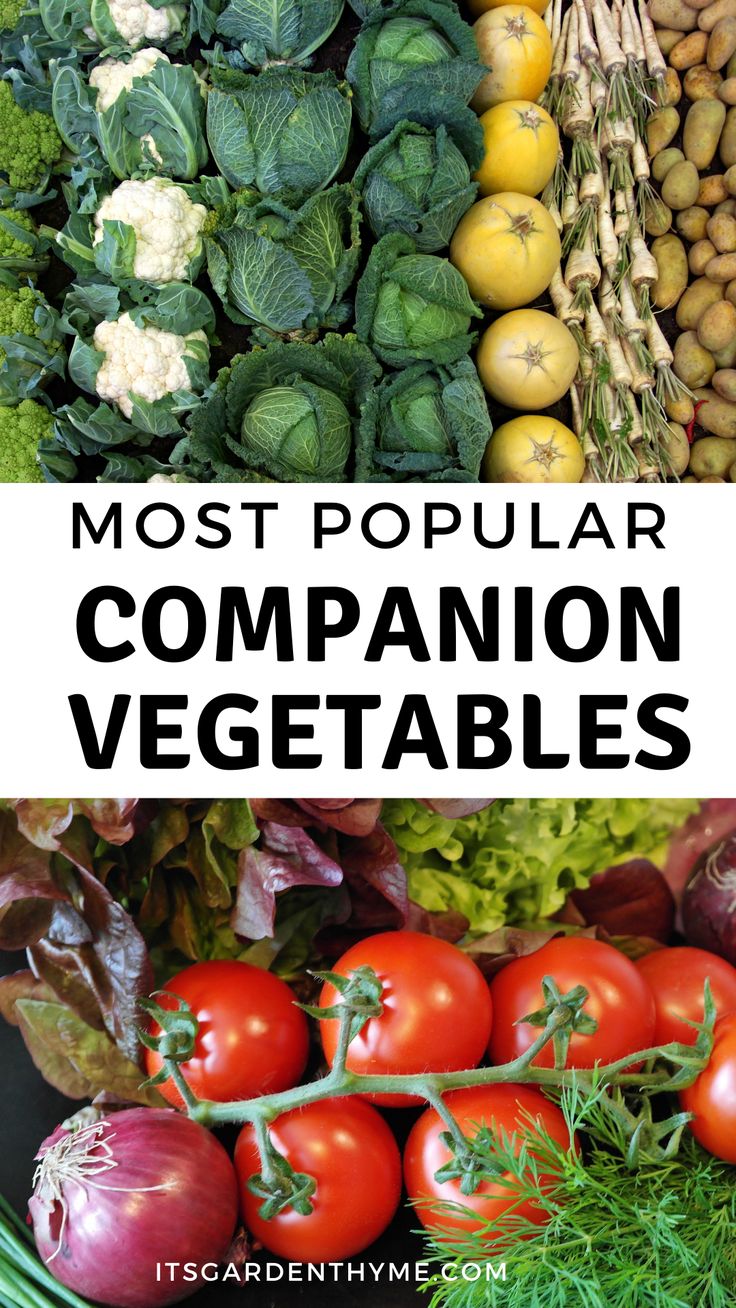 different types of vegetables with the words most popular companion vegetables on top and below them