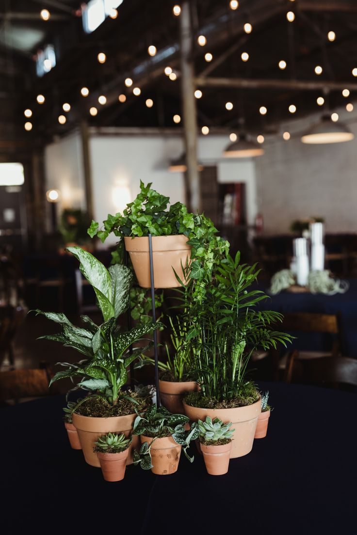 several potted plants on a table in a room with lights hanging from the ceiling