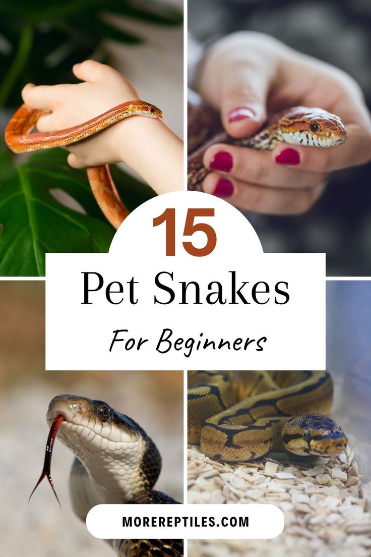 the top ten pet snakes for beginners to learn how to care for their pets