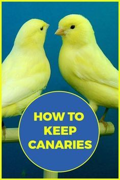 two yellow birds sitting on top of a wooden pole with the words how to keep canarys