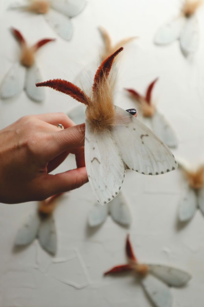 a person holding a white and brown butterfly in front of many smaller moths on the wall