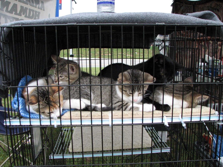 four cats in a cage on top of a table