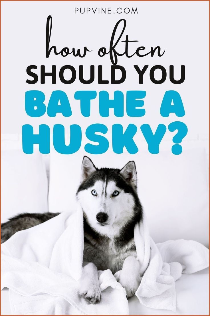 a husky dog under a blanket with the words how often should you bathe a husky?