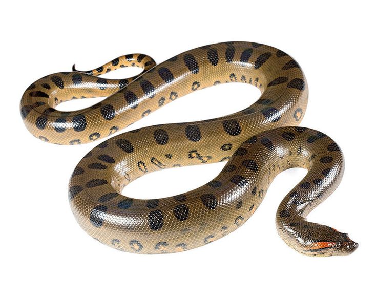 a close up of a snake on a white background