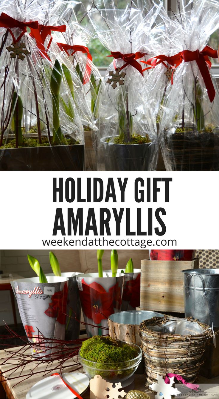 holiday gift amaryllis in plastic bags on a table