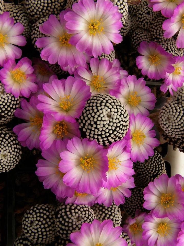 purple and white flowers with yellow centers are in the center of this photo, as well as black dots on the petals