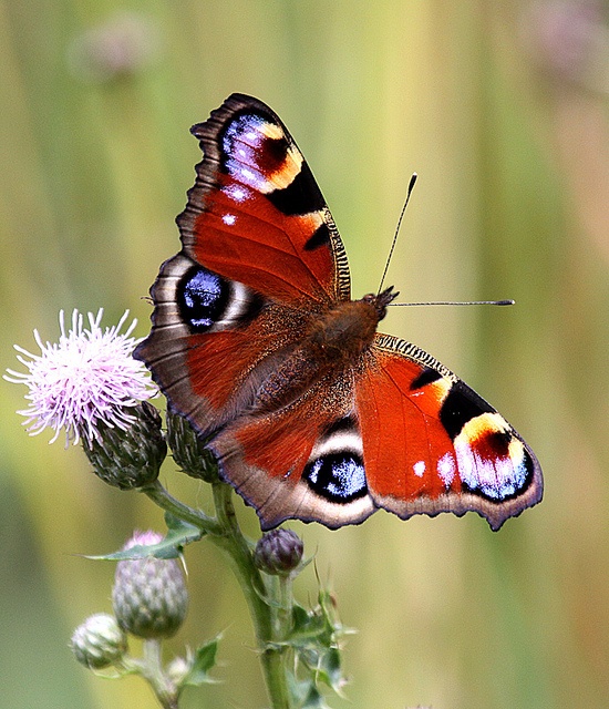 a red and black butterfly sitting on top of a flower